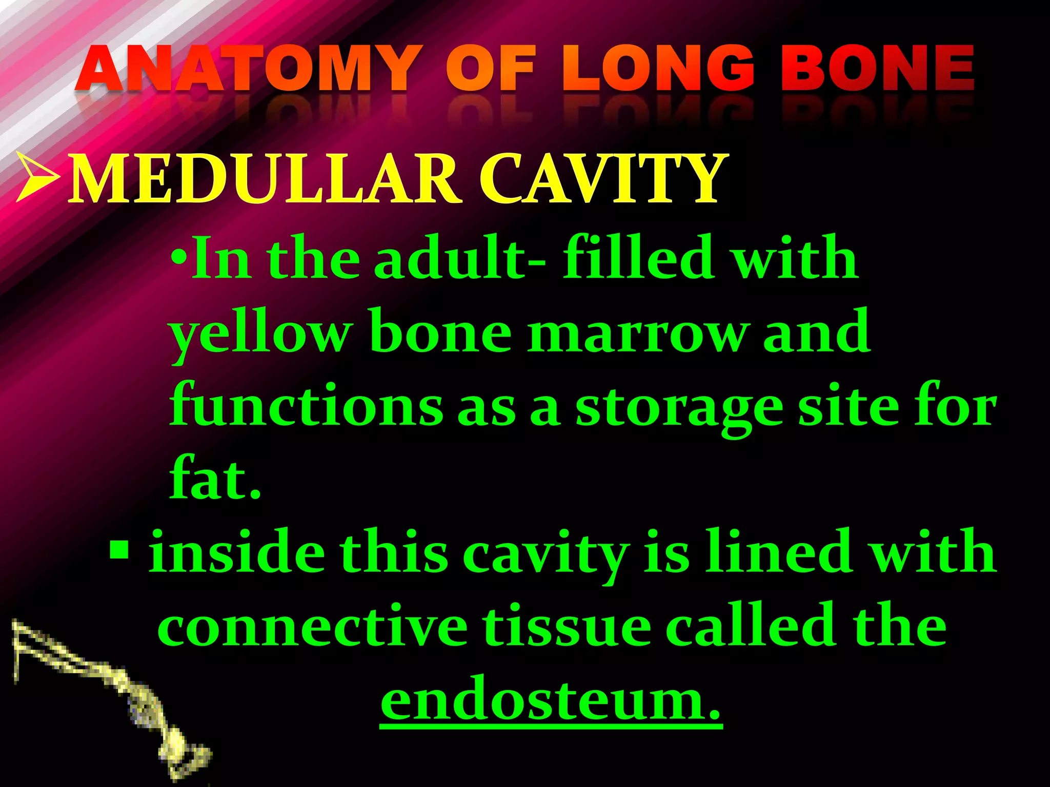•In the adult- filled with
   yellow bone marrow and
   functions as a storage site for
   fat.
 inside this cavity is lined with
  connective tissue called the
           endosteum.
 