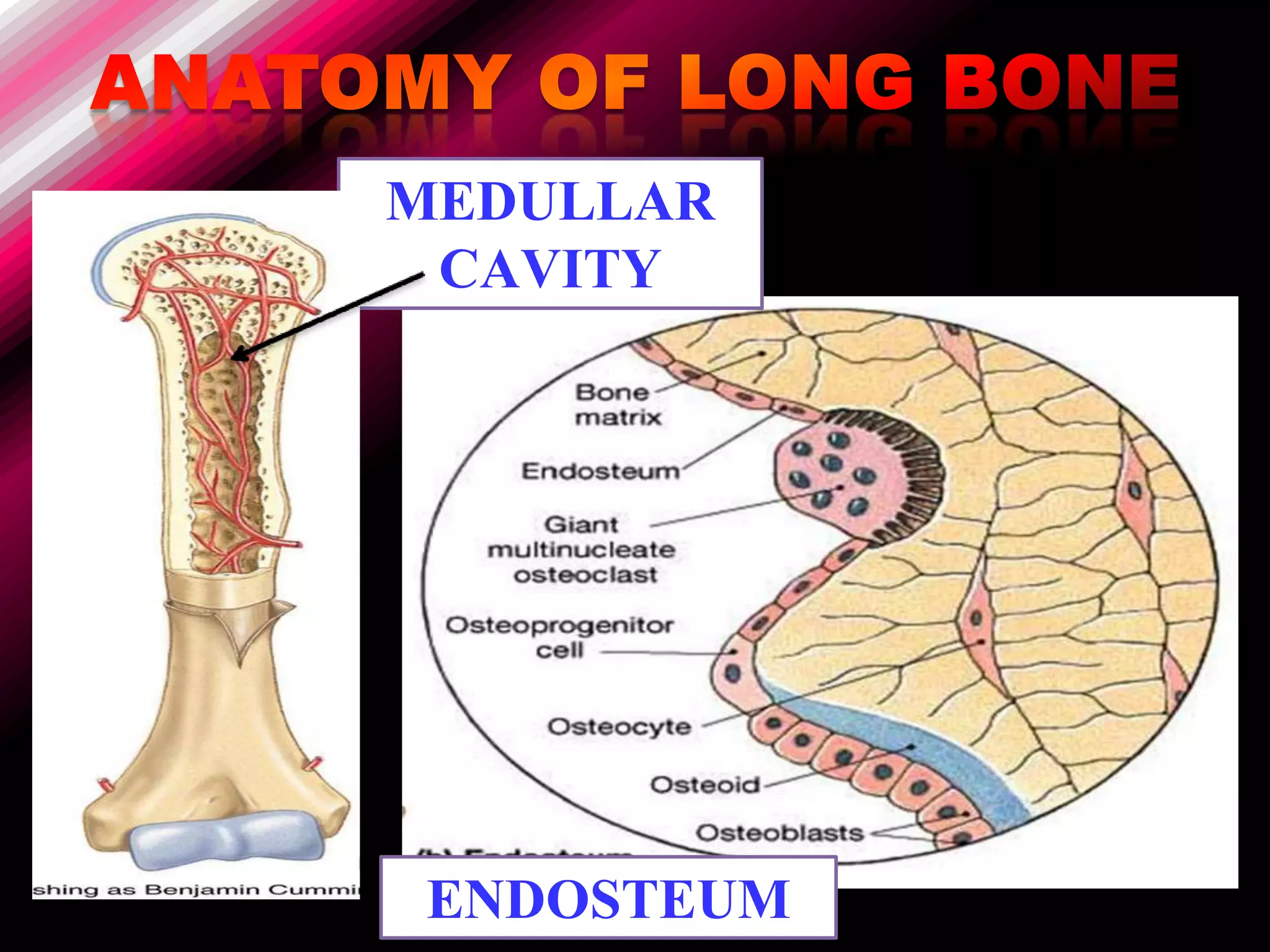 MEDULLAR
 CAVITY




ENDOSTEUM
 