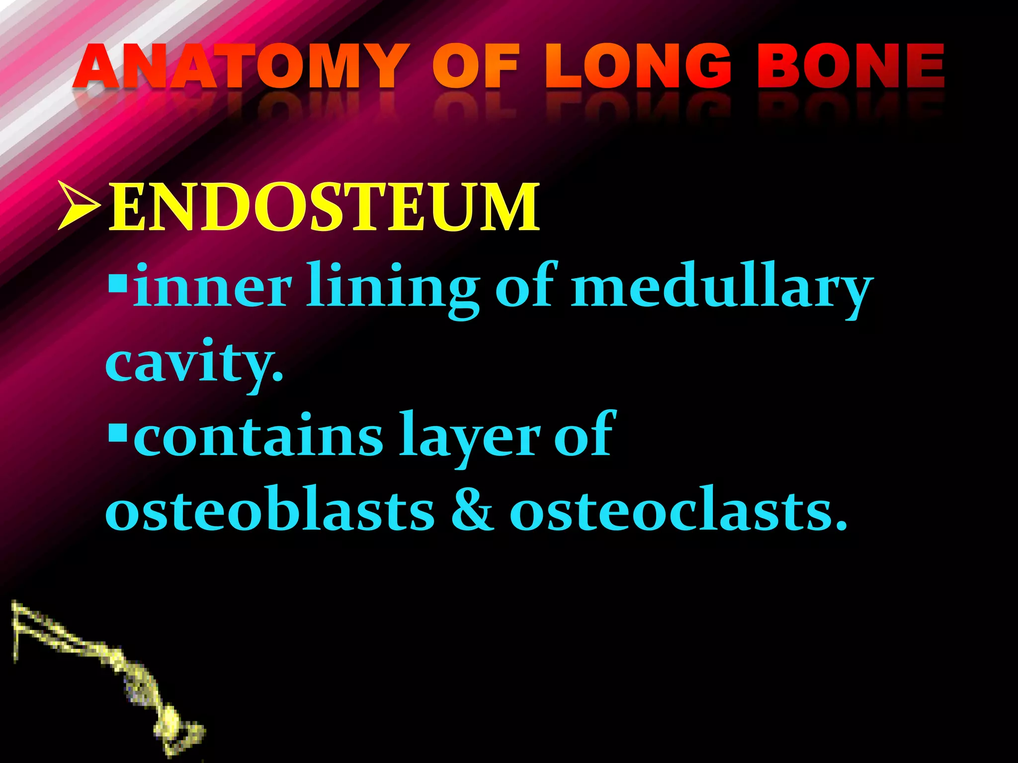 inner lining of medullary
cavity.
contains layer of
osteoblasts & osteoclasts.
 
