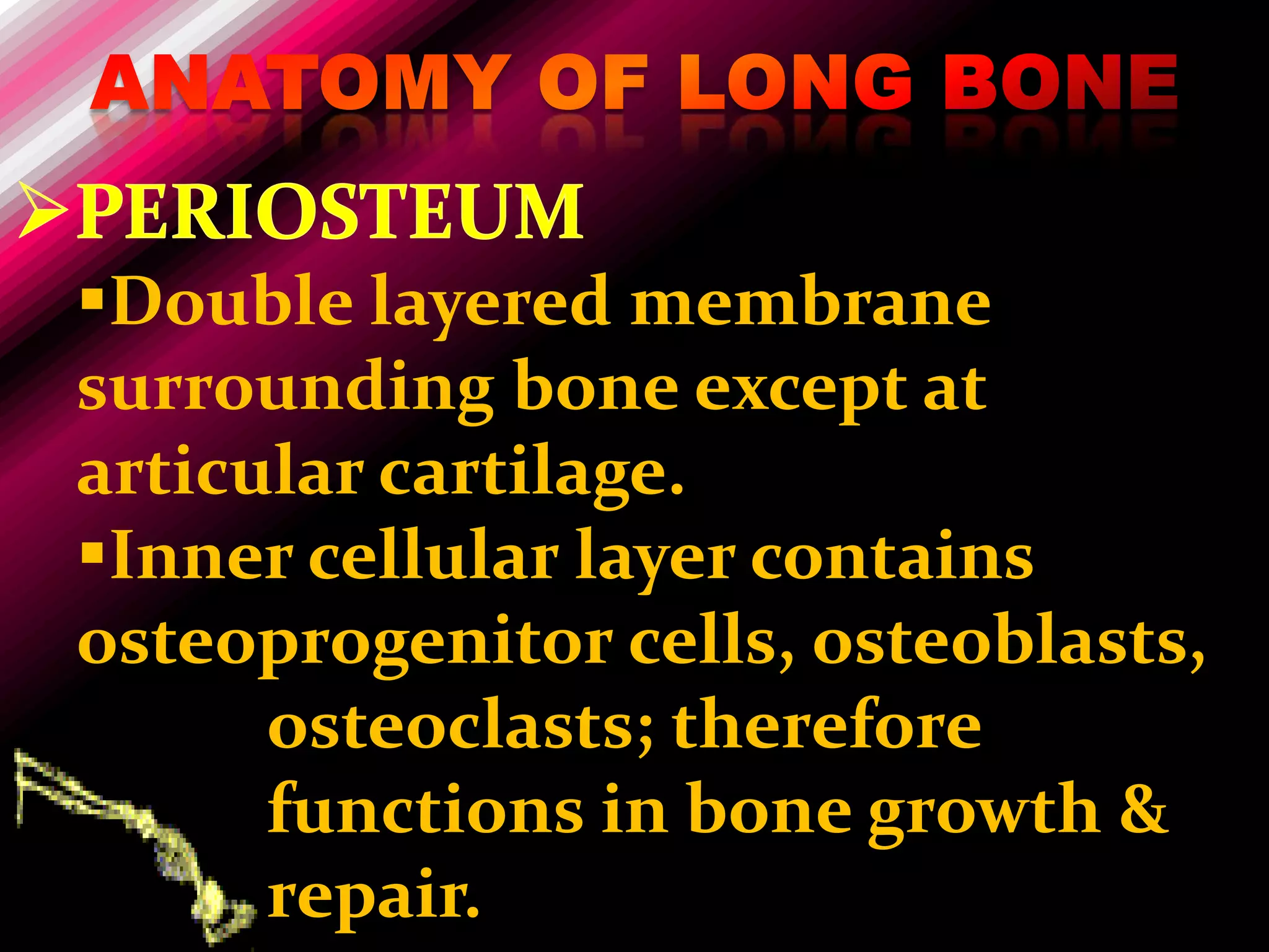 Double layered membrane
surrounding bone except at
articular cartilage.
Inner cellular layer contains
osteoprogenitor cells, osteoblasts,
      osteoclasts; therefore
      functions in bone growth &
      repair.
 