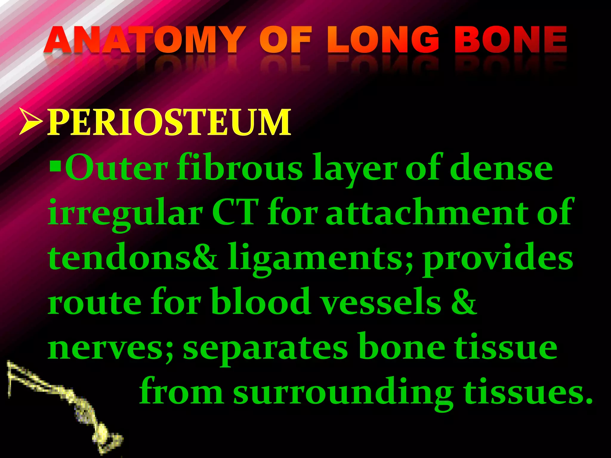 Outer fibrous layer of dense
irregular CT for attachment of
tendons& ligaments; provides
route for blood vessels &
nerves; separates bone tissue
     from surrounding tissues.
 