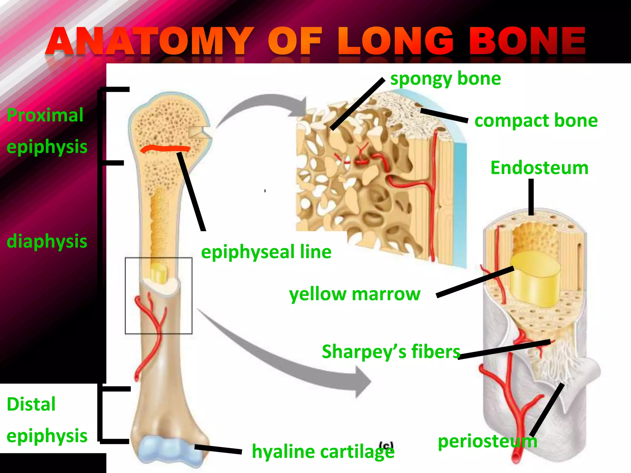 spongy bone
Proximal                                    compact bone
epiphysis
                                             Endosteum


diaphysis   epiphyseal line

                      yellow marrow

                         Sharpey’s fibers

Distal
epiphysis                             periosteum
                 hyaline cartilage
 