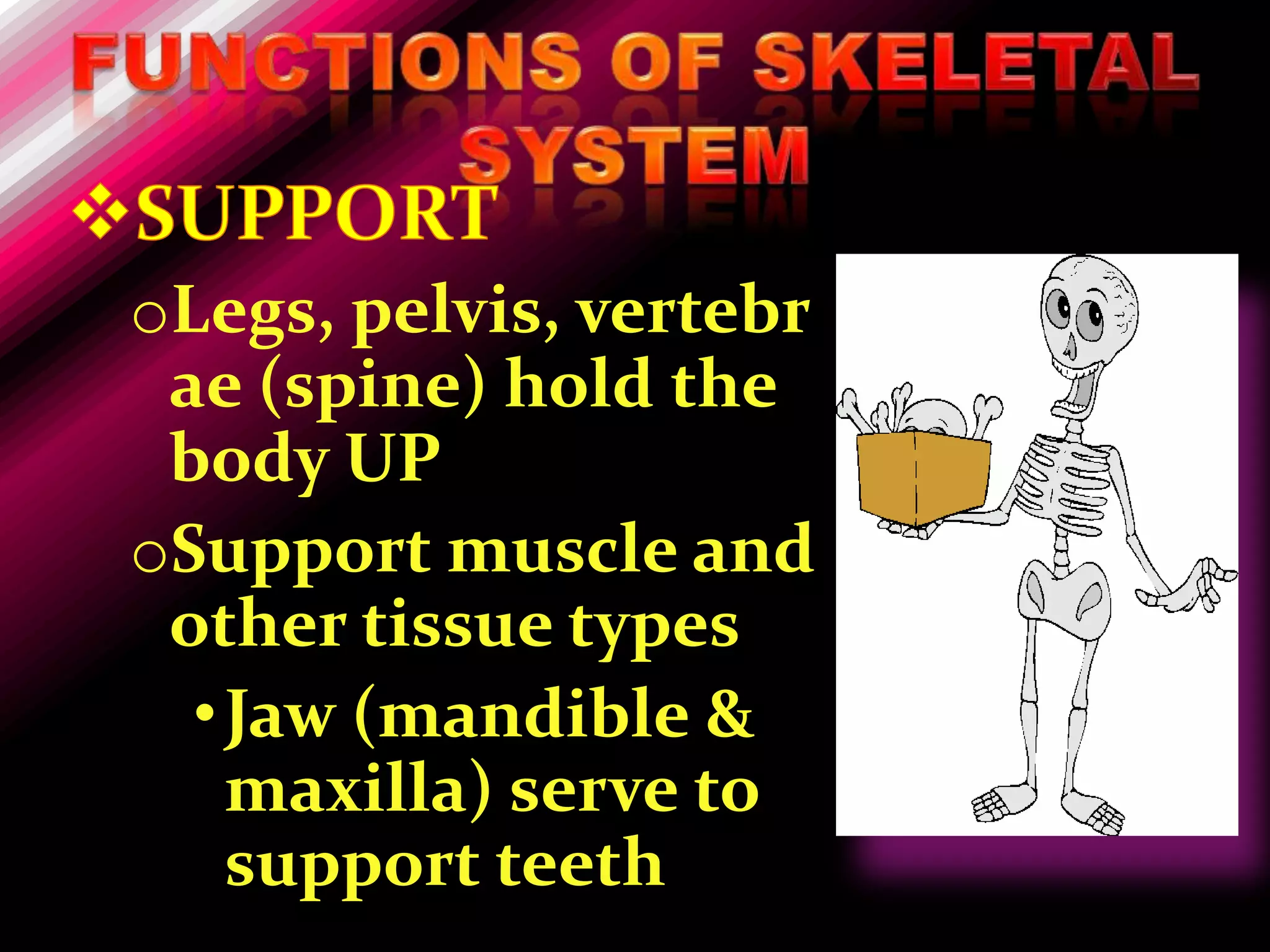 oLegs, pelvis, vertebr
 ae (spine) hold the
 body UP
oSupport muscle and
 other tissue types
  • Jaw (mandible &
    maxilla) serve to
    support teeth
 