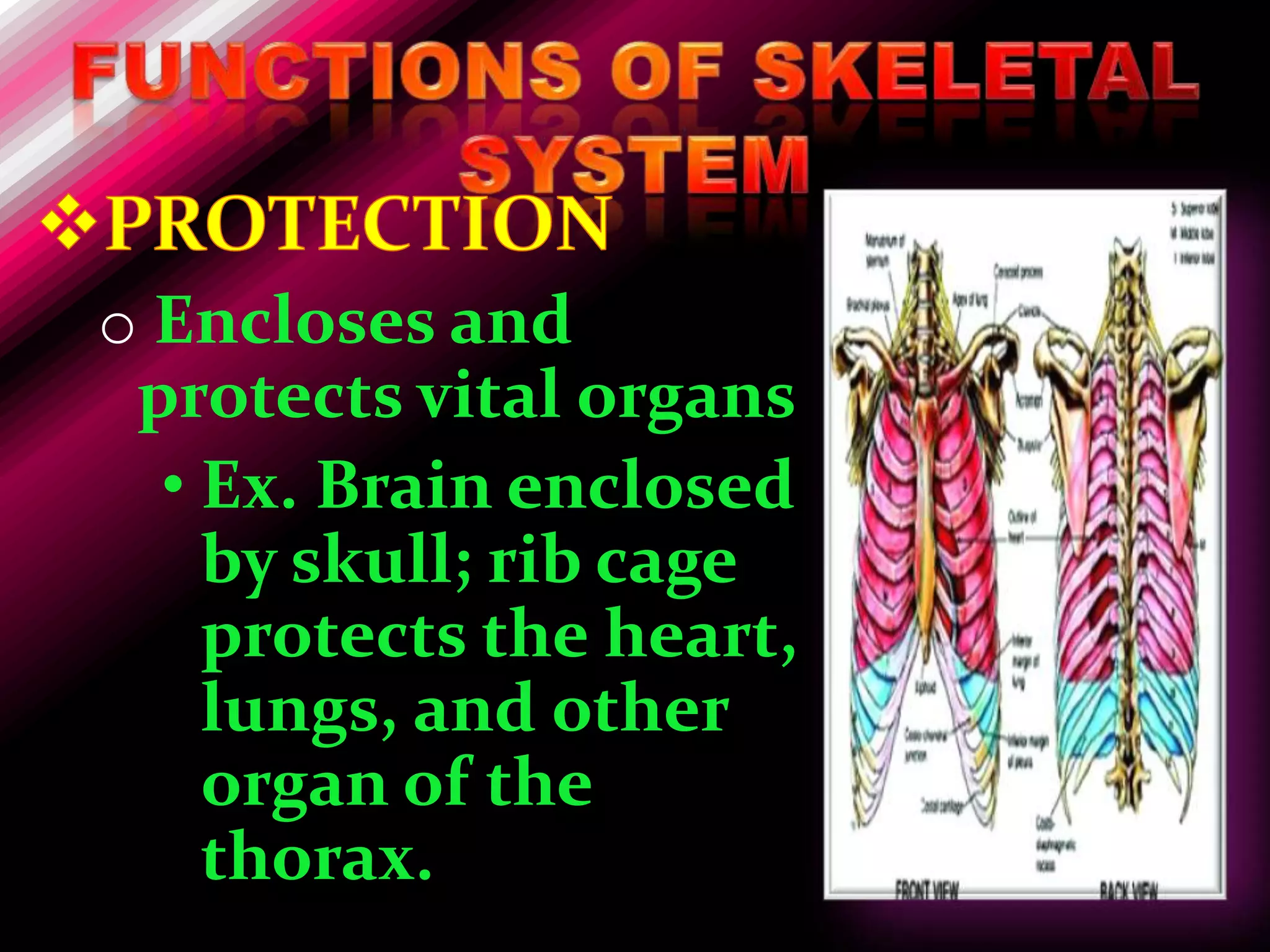 o Encloses and
 protects vital organs
  • Ex. Brain enclosed
    by skull; rib cage
    protects the heart,
    lungs, and other
    organ of the
    thorax.
 