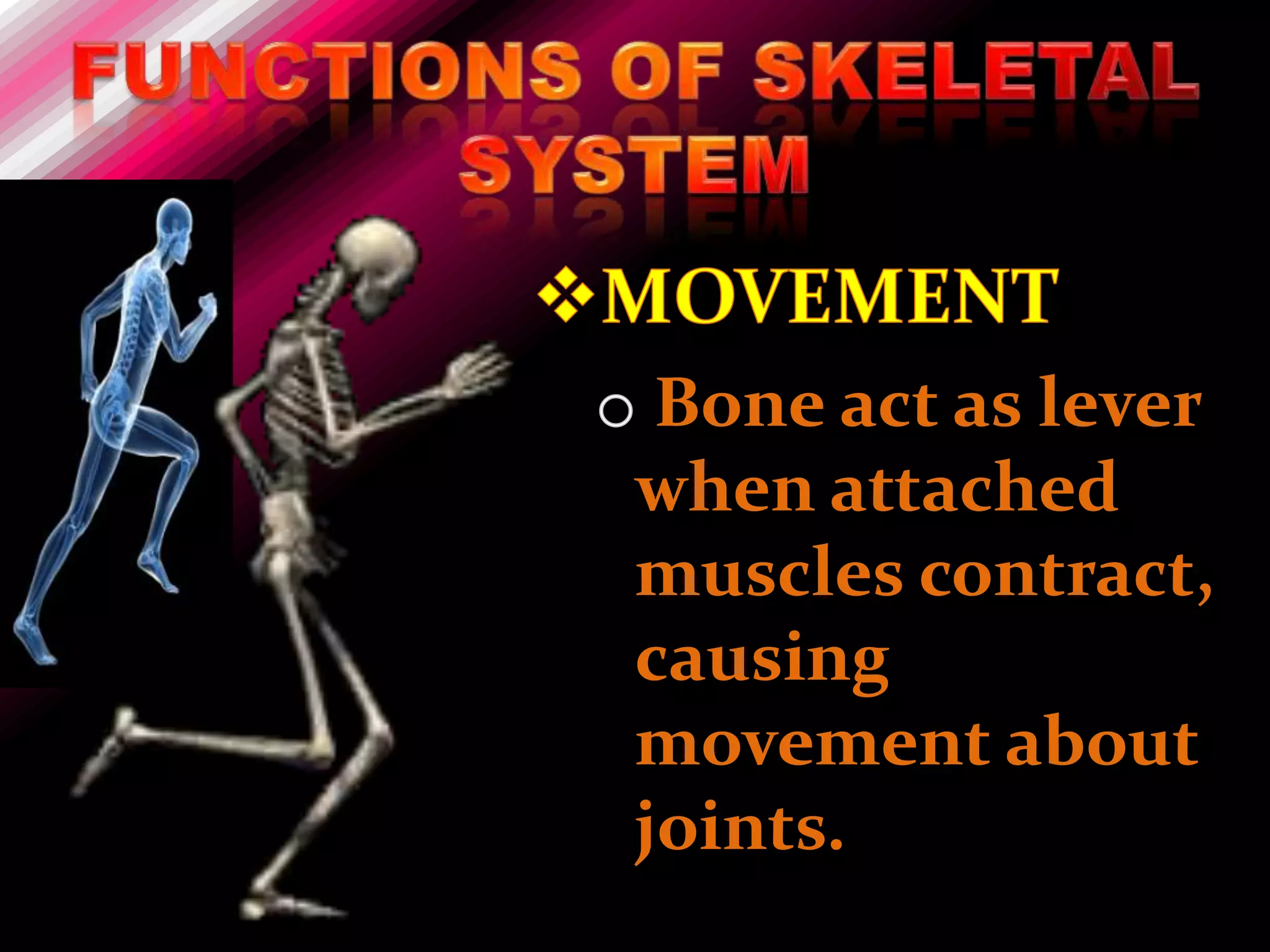 Bone act as lever
when attached
muscles contract,
causing
movement about
joints.
 