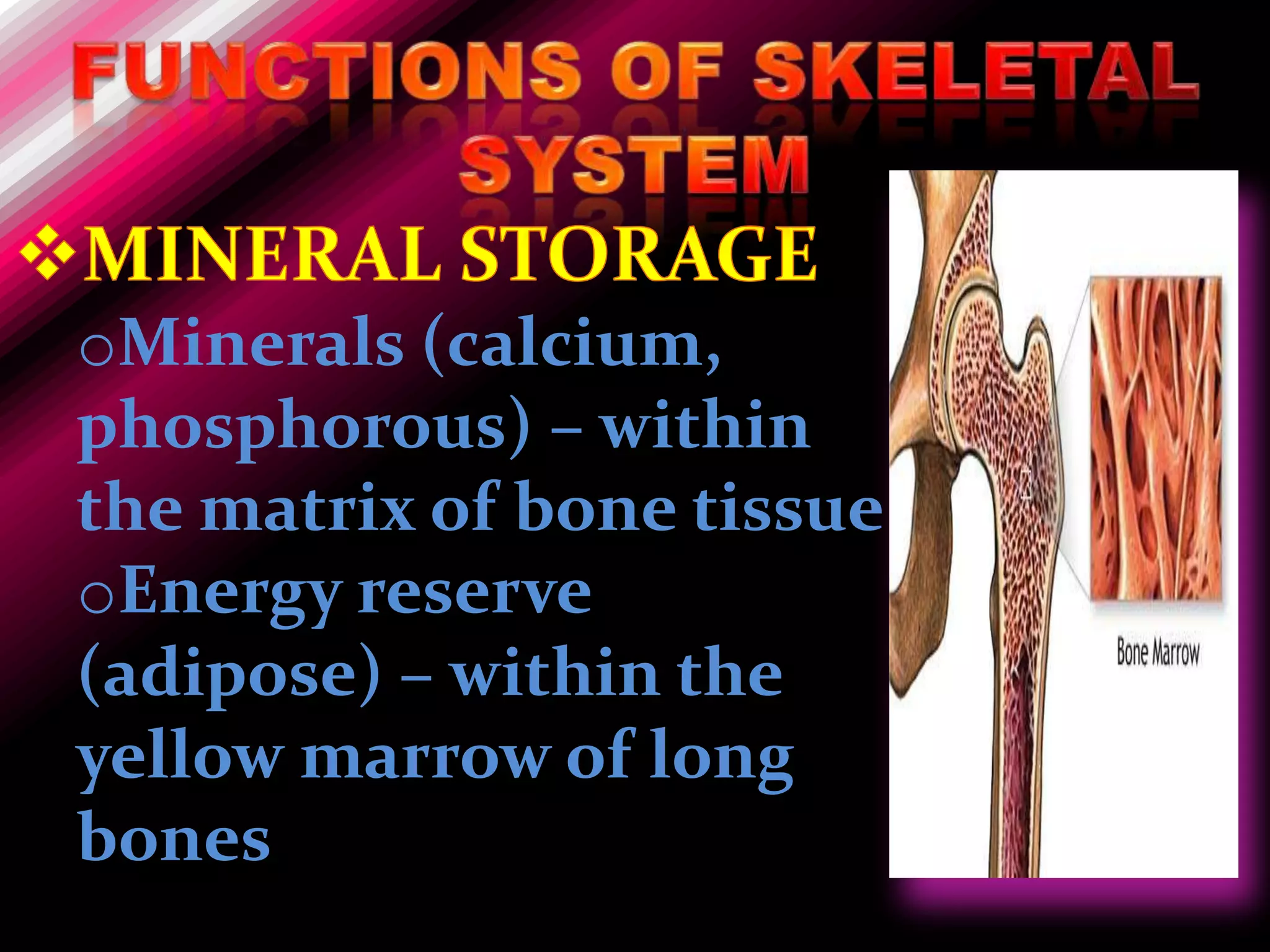 oMinerals (calcium,
phosphorous) – within
the matrix of bone tissue
oEnergy reserve
(adipose) – within the
yellow marrow of long
bones
 