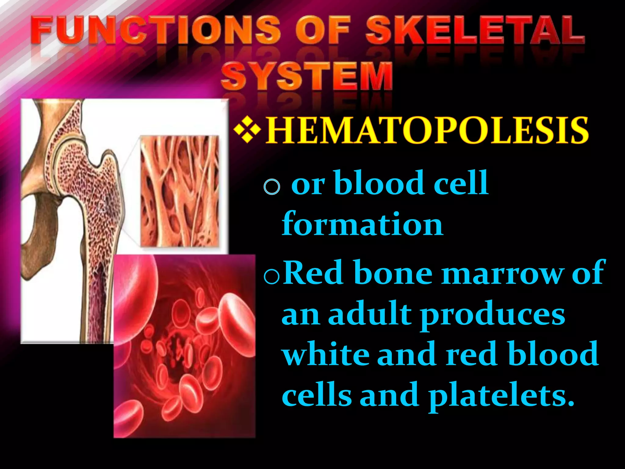 or blood cell
 formation
oRed bone marrow of
 an adult produces
 white and red blood
 cells and platelets.
 