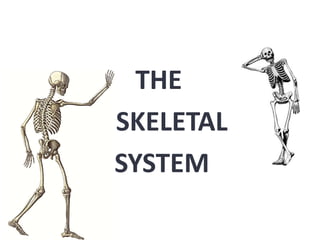 THE
SKELETAL
SYSTEM

 