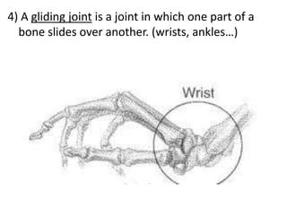 4) A gliding joint is a joint in which one part of a
bone slides over another. (wrists, ankles…)

 