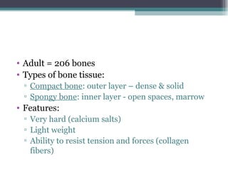 • Adult = 206 bones
• Types of bone tissue:
▫ Compact bone: outer layer – dense & solid
▫ Spongy bone: inner layer - open spaces, marrow
• Features:
▫ Very hard (calcium salts)
▫ Light weight
▫ Ability to resist tension and forces (collagen
fibers)
 