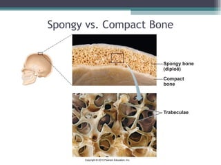 Spongy vs. Compact Bone
 