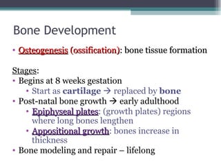 Bone Development
• OsteogenesisOsteogenesis (ossification)(ossification): bone tissue formation: bone tissue formation
Stages:
• Begins at 8 weeks gestation
• Start as cartilage  replaced by bone
• Post-natal bone growth  early adulthood
• Epiphyseal platesEpiphyseal plates: (growth plates) regions
where long bones lengthen
• Appositional growthAppositional growth: bones increase in
thickness
• Bone modeling and repair – lifelong
 