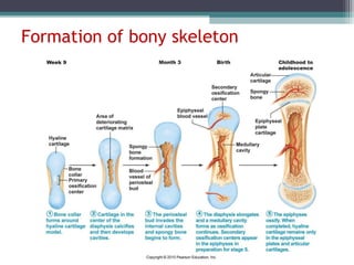 Formation of bony skeleton
 