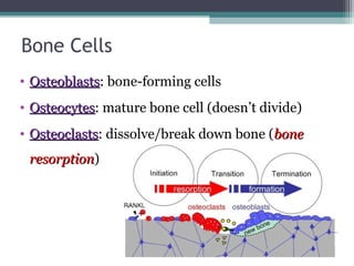 Bone Cells
• OsteoblastsOsteoblasts: bone-forming cells
• OsteocytesOsteocytes: mature bone cell (doesn’t divide)
• OsteoclastsOsteoclasts: dissolve/break down bone (bonebone
resorptionresorption)
 