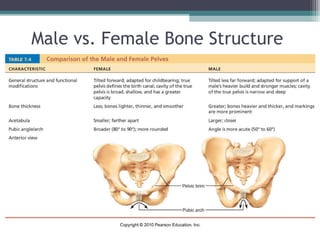 Male vs. Female Bone Structure
 