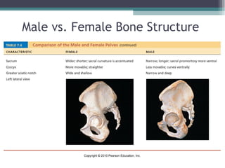 Male vs. Female Bone Structure
 
