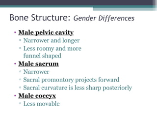 • Male pelvic cavity
▫ Narrower and longer
▫ Less roomy and more
funnel shaped
• Male sacrum
▫ Narrower
▫ Sacral promontory projects forward
▫ Sacral curvature is less sharp posteriorly
• Male coccyx
▫ Less movable
Bone Structure: Gender Differences
 