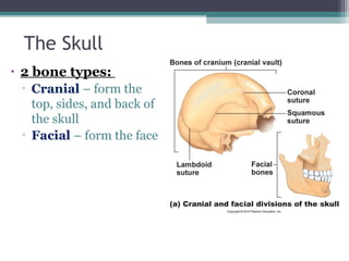 The Skull
• 2 bone types:
▫ Cranial – form the
top, sides, and back of
the skull
▫ Facial – form the face
 