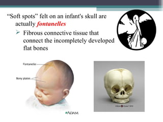 “Soft spots” felt on an infant's skull are
actually fontanelles
 Fibrous connective tissue that
connect the incompletely developed
flat bones
 