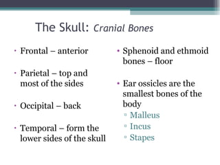The Skull: Cranial Bones
• Frontal – anterior
• Parietal – top and
most of the sides
• Occipital – back
• Temporal – form the
lower sides of the skull
• Sphenoid and ethmoid
bones – floor
• Ear ossicles are the
smallest bones of the
body
▫ Malleus
▫ Incus
▫ Stapes
 