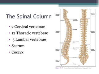 The Spinal Column
• 7 Cervical vertebrae
• 12 Thoracic vertebrae
• 5 Lumbar vertebrae
• Sacrum
• Coccyx
 