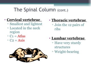 The Spinal Column (cont.)
• Cervical vertebrae
▫ Smallest and lightest
▫ Located in the neck
region
▫ C1 = Atlas
▫ C2 = Axis
• Thoracic vertebrae
▫ Join the 12 pairs of
ribs
• Lumbar vertebrae
▫ Have very sturdy
structures
▫ Weight-bearing
 