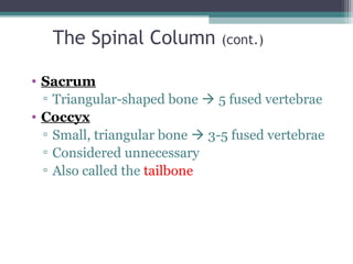 The Spinal Column (cont.)
• Sacrum
▫ Triangular-shaped bone  5 fused vertebrae
• Coccyx
▫ Small, triangular bone  3-5 fused vertebrae
▫ Considered unnecessary
▫ Also called the tailbone
 