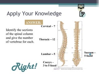 Apply Your Knowledge
Identify the sections
of the spinal column
and give the number
of vertebrae for each.
Thoracic – 12
Lumbar – 5
Sacrum –
5 fused
Coccyx –
3 to 5 fused
Cervical – 7
ANSWER:
Right!
 
