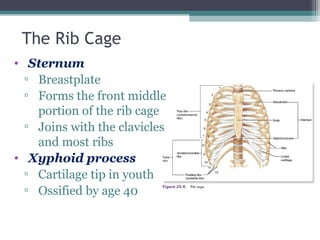 The Rib Cage
• Sternum
▫ Breastplate
▫ Forms the front middle
portion of the rib cage
▫ Joins with the clavicles
and most ribs
• Xyphoid process
▫ Cartilage tip in youth
▫ Ossified by age 40
 