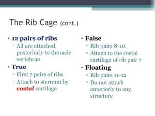 The Rib Cage (cont.)
• 12 pairs of ribs
▫ All are attached
posteriorly to thoracic
vertebrae
• True
▫ First 7 pairs of ribs
▫ Attach to sternum by
costal cartilage
• False
▫ Rib pairs 8-10
▫ Attach to the costal
cartilage of rib pair 7
• Floating
▫ Rib pairs 11-12
▫ Do not attach
anteriorly to any
structure
 
