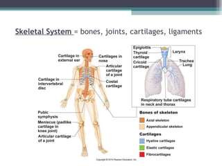 Skeletal System = bones, joints, cartilages, ligaments
 