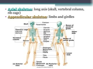 • Axial skeletonAxial skeleton: long axis (skull, vertebral column,
rib cage)
• Appendicular skeletonAppendicular skeleton: limbs and girdles
 