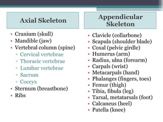 Axial Skeleton
Appendicular
Skeleton
• Cranium (skull)
• Mandible (jaw)
• Vertebral column (spine)
▫ Cervical vertebrae
▫ Thoracic vertebrae
▫ Lumbar vertebrae
▫ Sacrum
▫ Coccyx
• Sternum (breastbone)
• Ribs
• Clavicle (collarbone)
• Scapula (shoulder blade)
• Coxal (pelvic girdle)
• Humerus (arm)
• Radius, ulna (forearm)
• Carpals (wrist)
• Metacarpals (hand)
• Phalanges (fingers, toes)
• Femur (thigh)
• Tibia, fibula (leg)
• Tarsal, metatarsals (foot)
• Calcaneus (heel)
• Patella (knee)
 