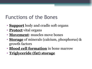 Functions of the Bones
• Support body and cradle soft organs
• Protect vital organs
• Movement: muscles move bones
• Storage of minerals (calcium, phosphorus) &
growth factors
• Blood cell formation in bone marrow
• Triglyceride (fat) storage
 