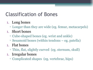 Classification of Bones
1. Long bones
▫ Longer than they are wide (eg. femur, metacarpels)
1. Short bones
▫ Cube-shaped bones (eg. wrist and ankle)
▫ Sesamoid bones (within tendons – eg. patella)
1. Flat bones
▫ Thin, flat, slightly curved (eg. sternum, skull)
1. Irregular bones
▫ Complicated shapes (eg. vertebrae, hips)
 
