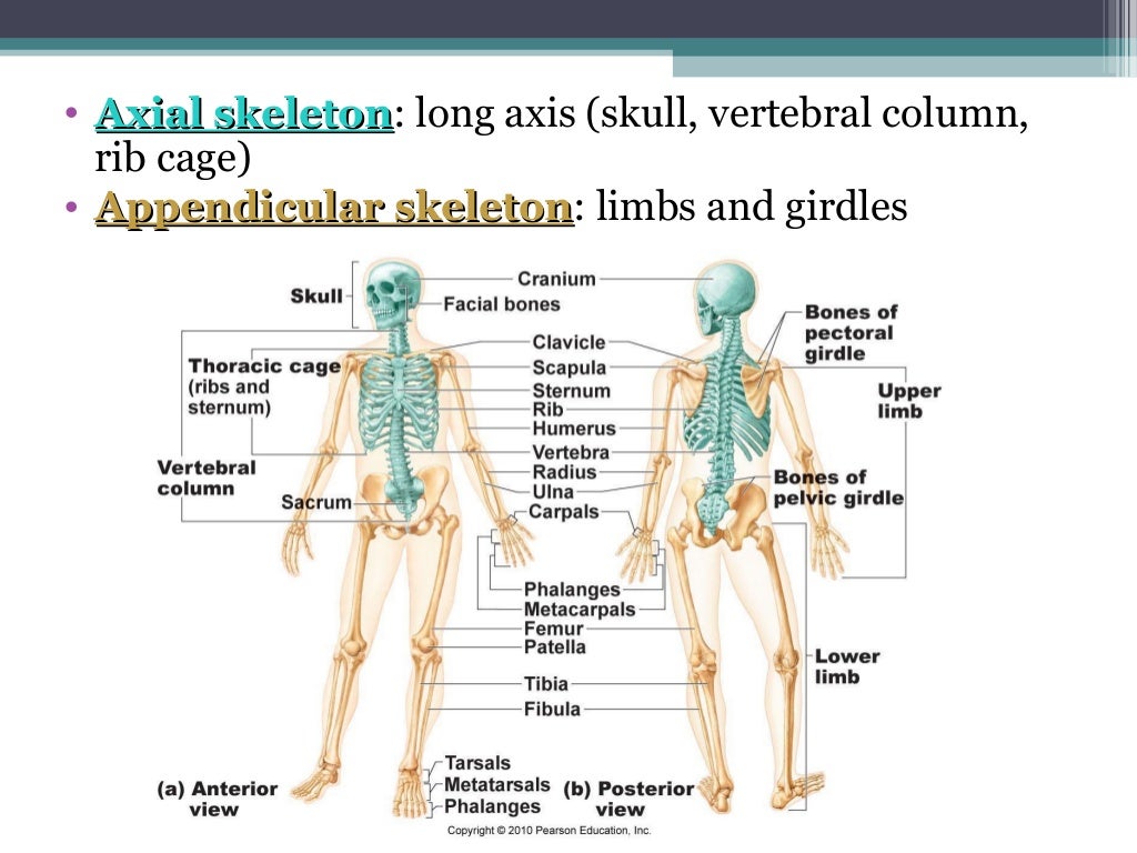 Anatomy Physiology Lecture Notes Skeletal System