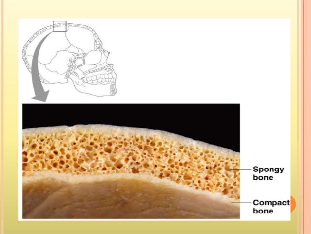 Skeletal system