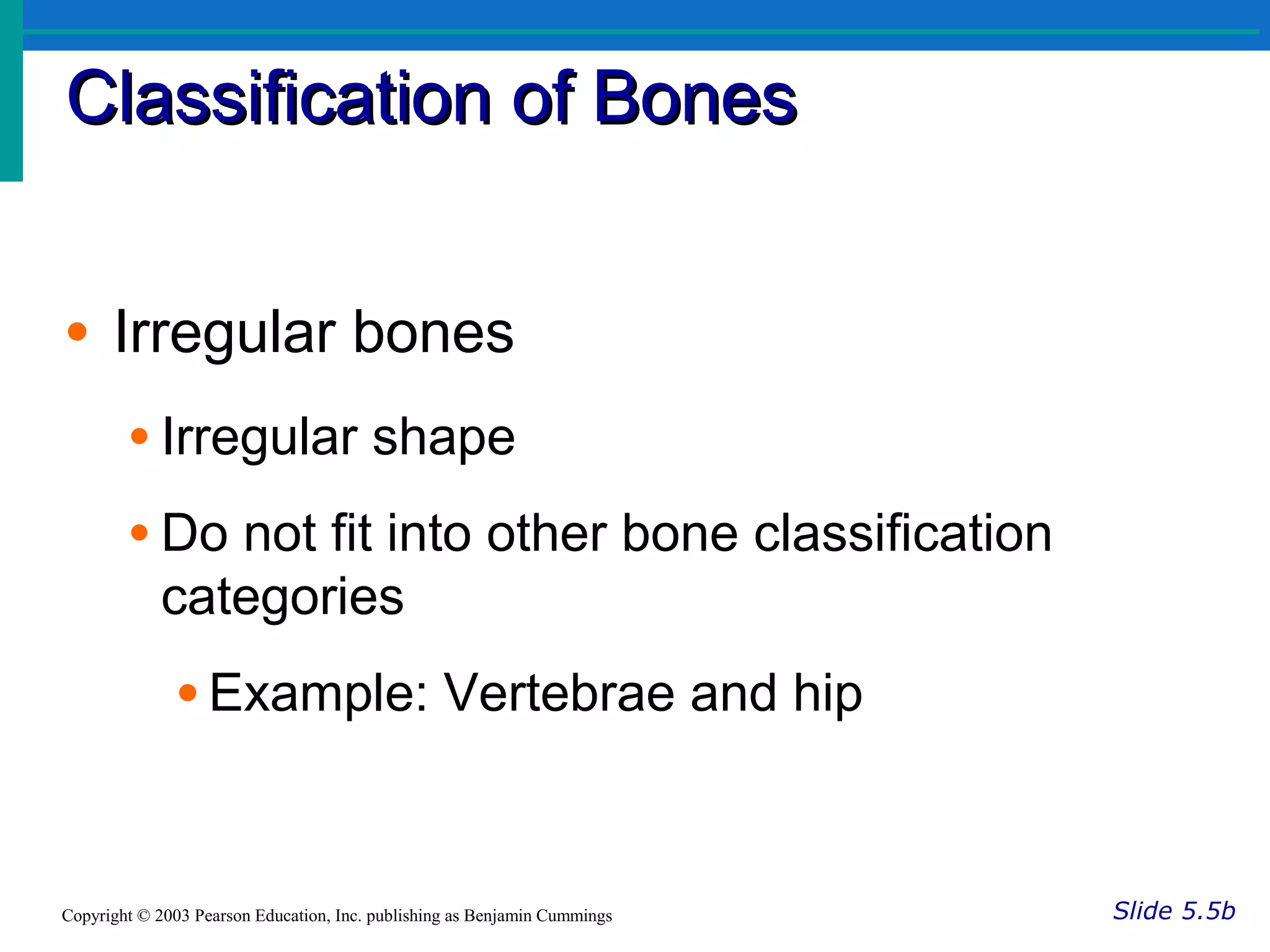 Classification of BonesClassification of Bones
Slide 5.5bCopyright © 2003 Pearson Education, Inc. publishing as Benjamin Cummings
• Irregular bones
• Irregular shape
• Do not fit into other bone classification
categories
• Example: Vertebrae and hip
 