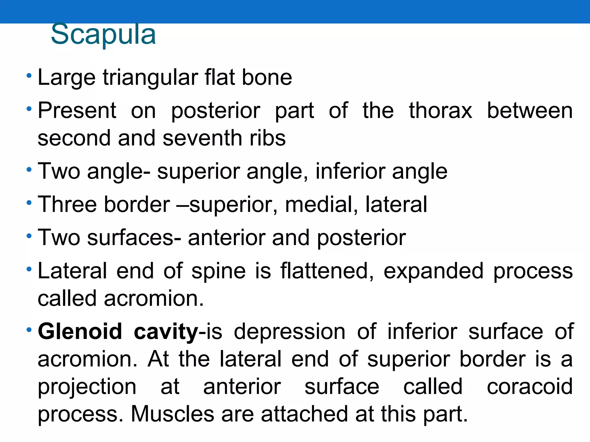 Scapula
• Large triangular flat bone
• Present on posterior part of the thorax between
second and seventh ribs
• Two angle- superior angle, inferior angle
• Three border –superior, medial, lateral
• Two surfaces- anterior and posterior
• Lateral end of spine is flattened, expanded process
called acromion.
• Glenoid cavity-is depression of inferior surface of
acromion. At the lateral end of superior border is a
projection at anterior surface called coracoid
process. Muscles are attached at this part.
 