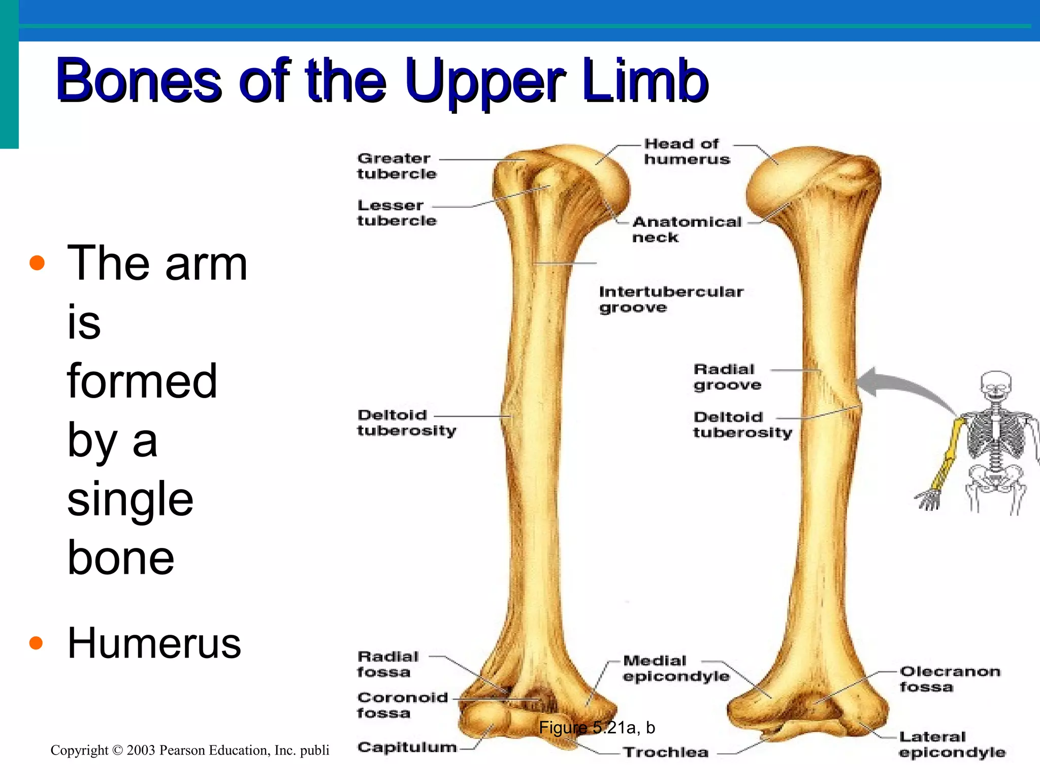 Bones of the Upper LimbBones of the Upper Limb
Slide 5.35aCopyright © 2003 Pearson Education, Inc. publishing as Benjamin Cummings
• The arm
is
formed
by a
single
bone
• Humerus
Figure 5.21a, b
 