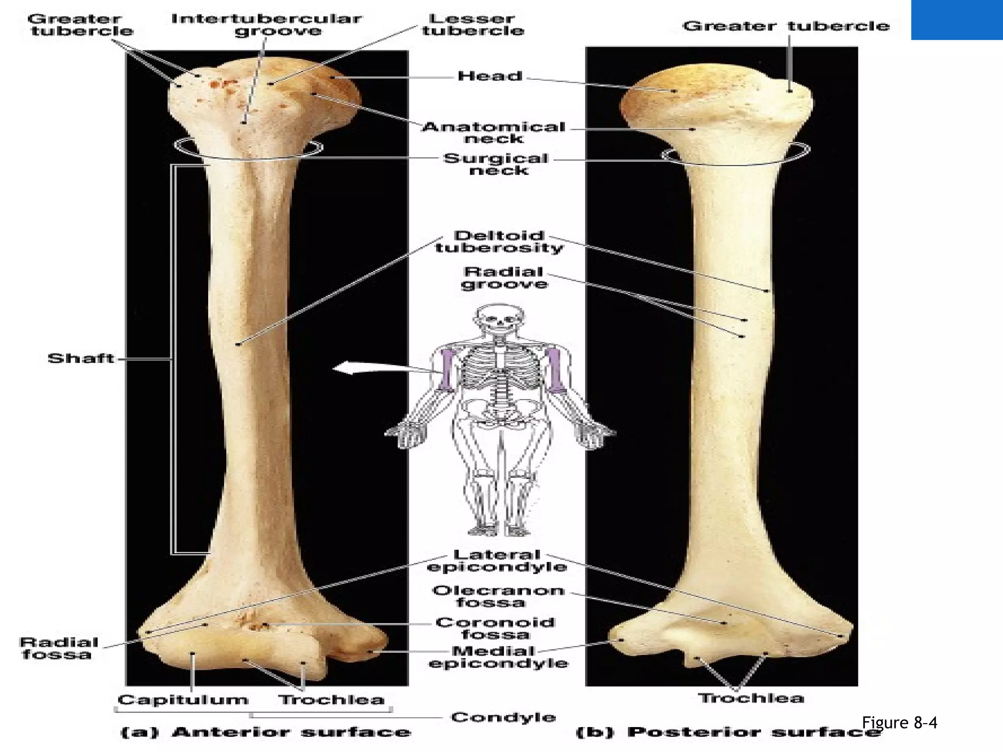 ANATOMY OF The Humerus
Figure 8–4
 