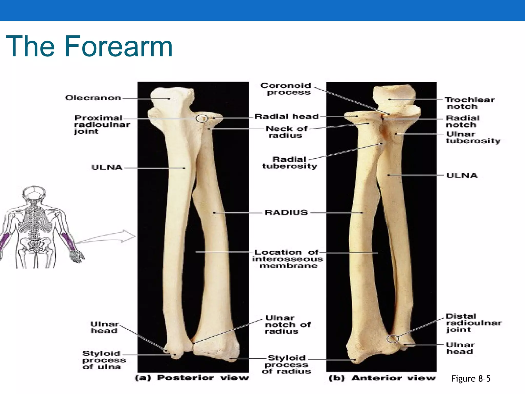 The Forearm
Figure 8–5
 