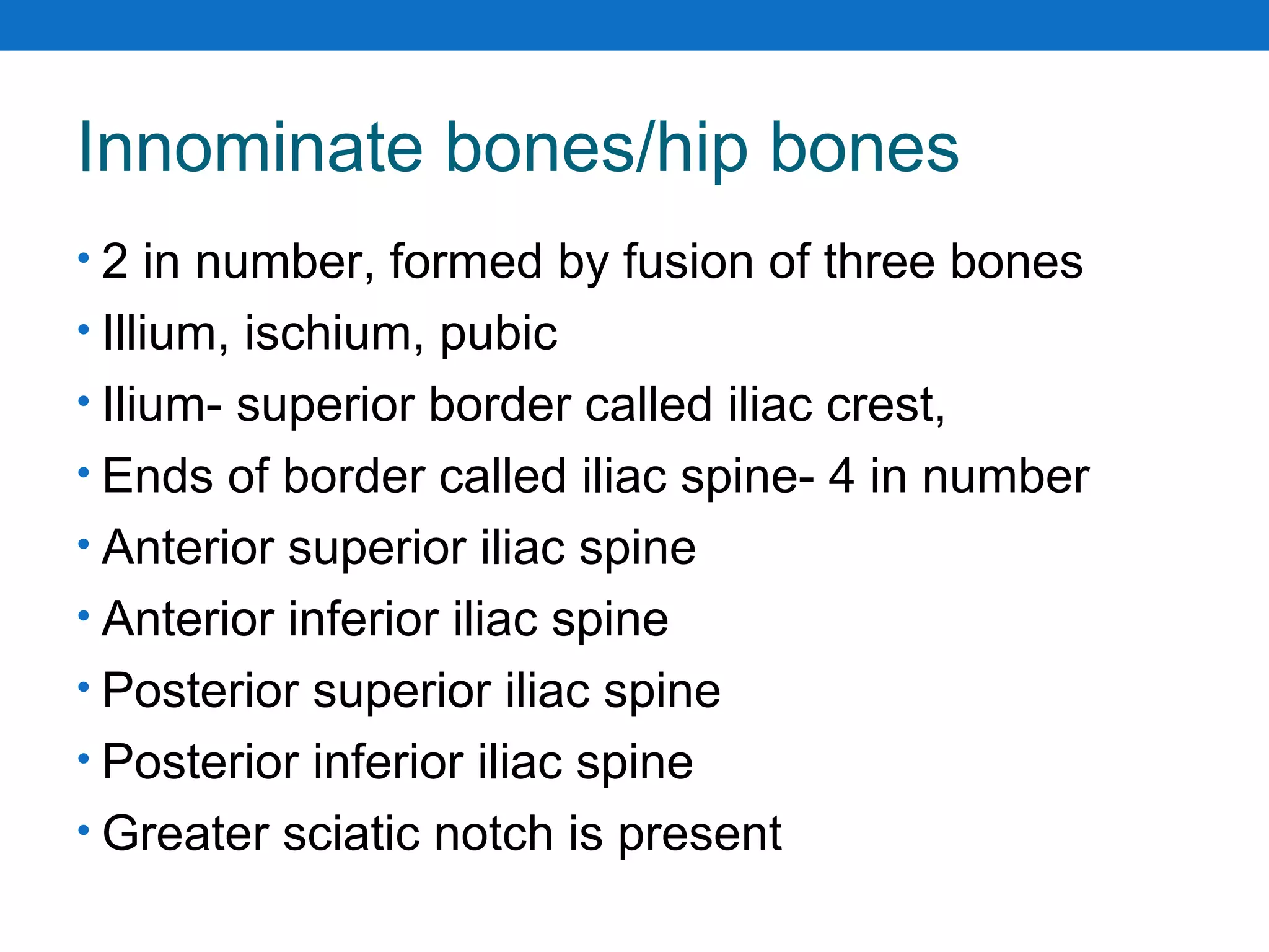 Innominate bones/hip bones
• 2 in number, formed by fusion of three bones
• Illium, ischium, pubic
• Ilium- superior border called iliac crest,
• Ends of border called iliac spine- 4 in number
• Anterior superior iliac spine
• Anterior inferior iliac spine
• Posterior superior iliac spine
• Posterior inferior iliac spine
• Greater sciatic notch is present
 