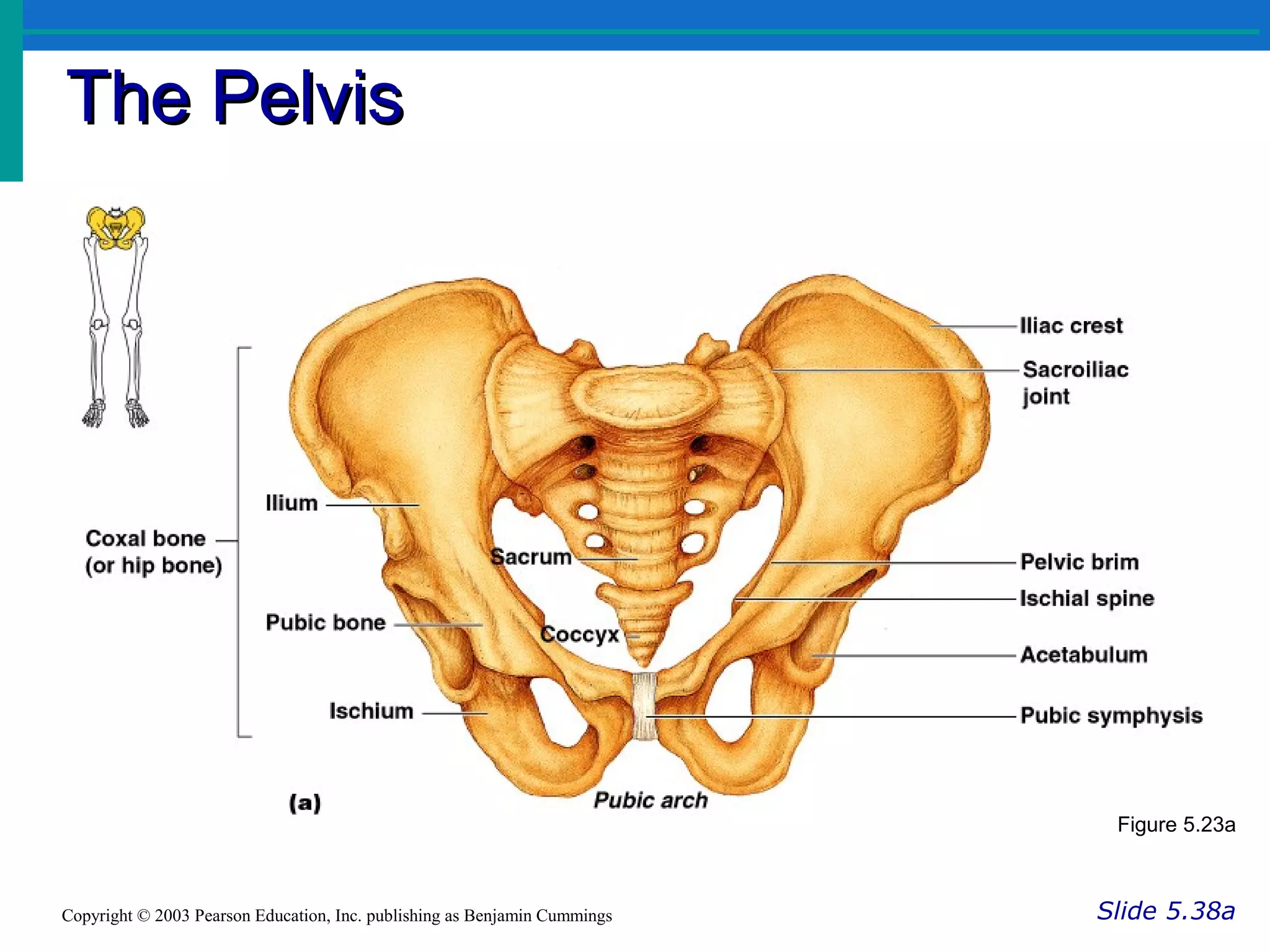 The PelvisThe Pelvis
Slide 5.38aCopyright © 2003 Pearson Education, Inc. publishing as Benjamin Cummings
Figure 5.23a
 
