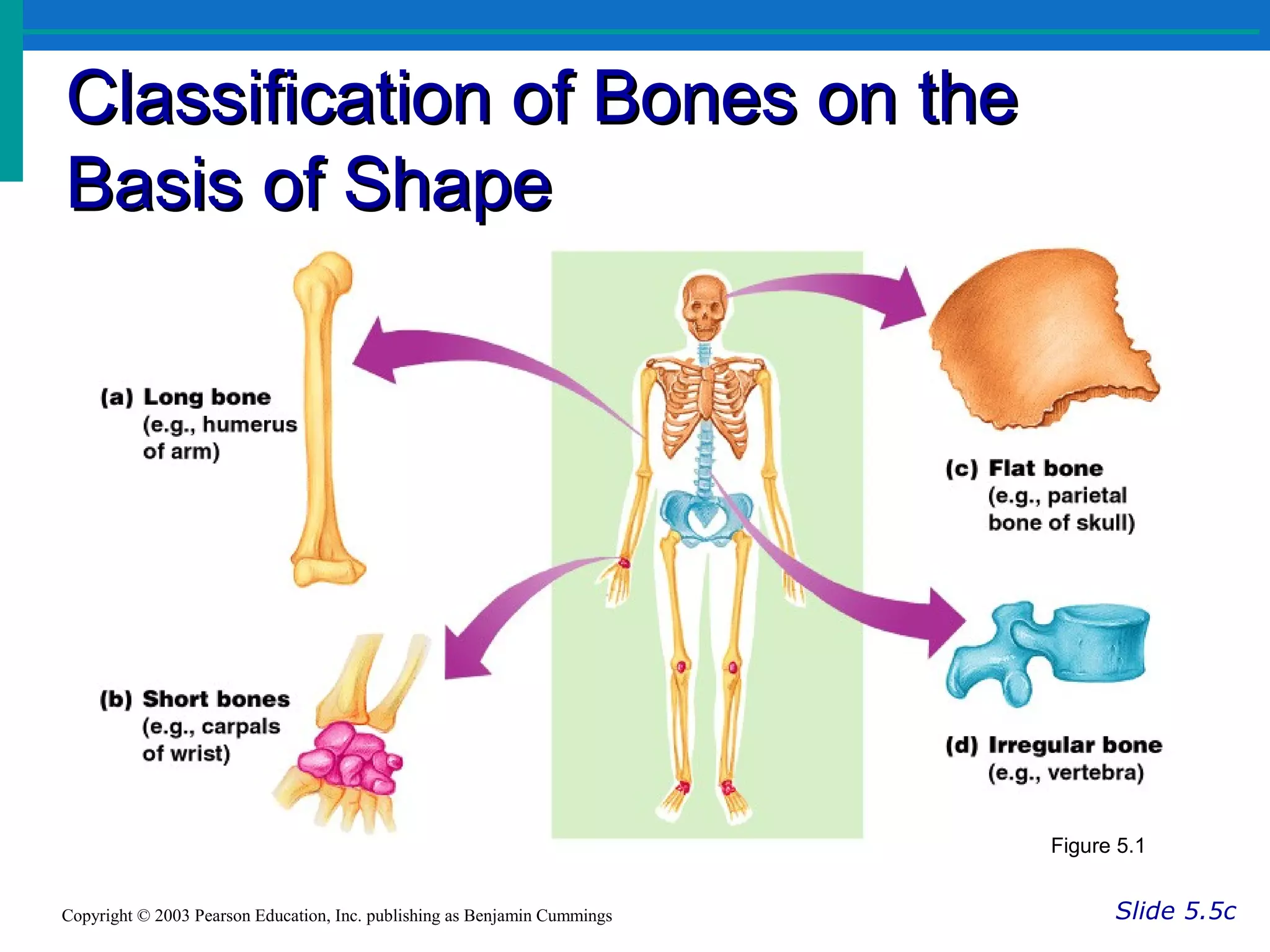 Classification of Bones on theClassification of Bones on the
Basis of ShapeBasis of Shape
Slide 5.5cCopyright © 2003 Pearson Education, Inc. publishing as Benjamin Cummings
Figure 5.1
 