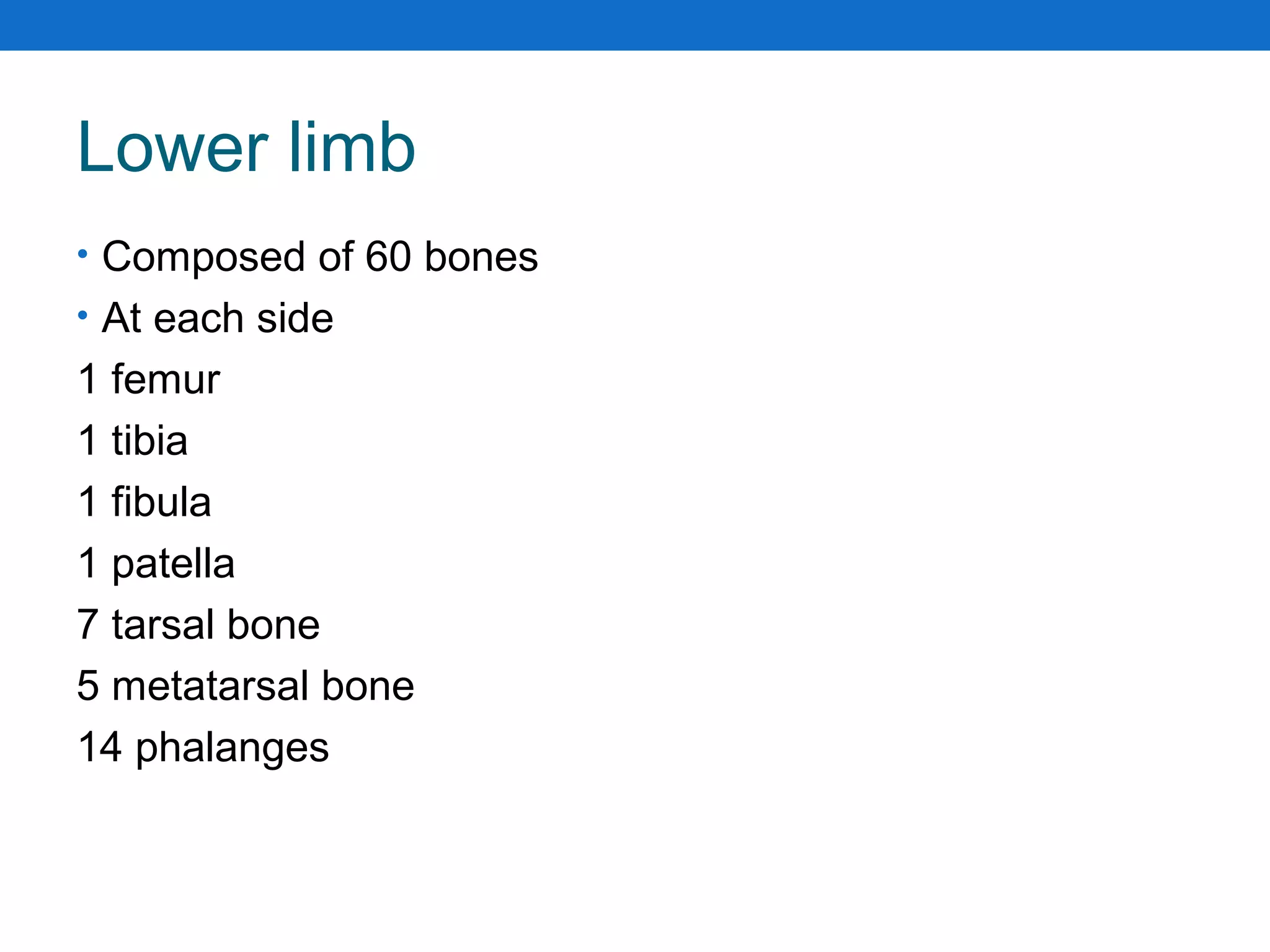 Lower limb
• Composed of 60 bones
• At each side
1 femur
1 tibia
1 fibula
1 patella
7 tarsal bone
5 metatarsal bone
14 phalanges
 