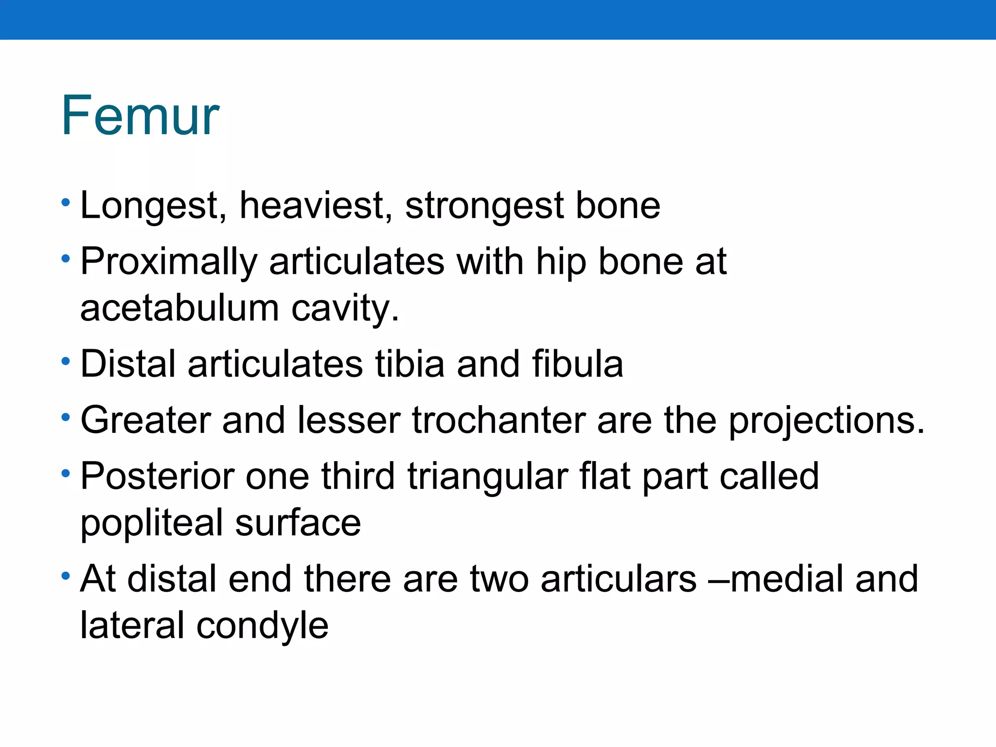 Femur
• Longest, heaviest, strongest bone
• Proximally articulates with hip bone at
acetabulum cavity.
• Distal articulates tibia and fibula
• Greater and lesser trochanter are the projections.
• Posterior one third triangular flat part called
popliteal surface
• At distal end there are two articulars –medial and
lateral condyle
 