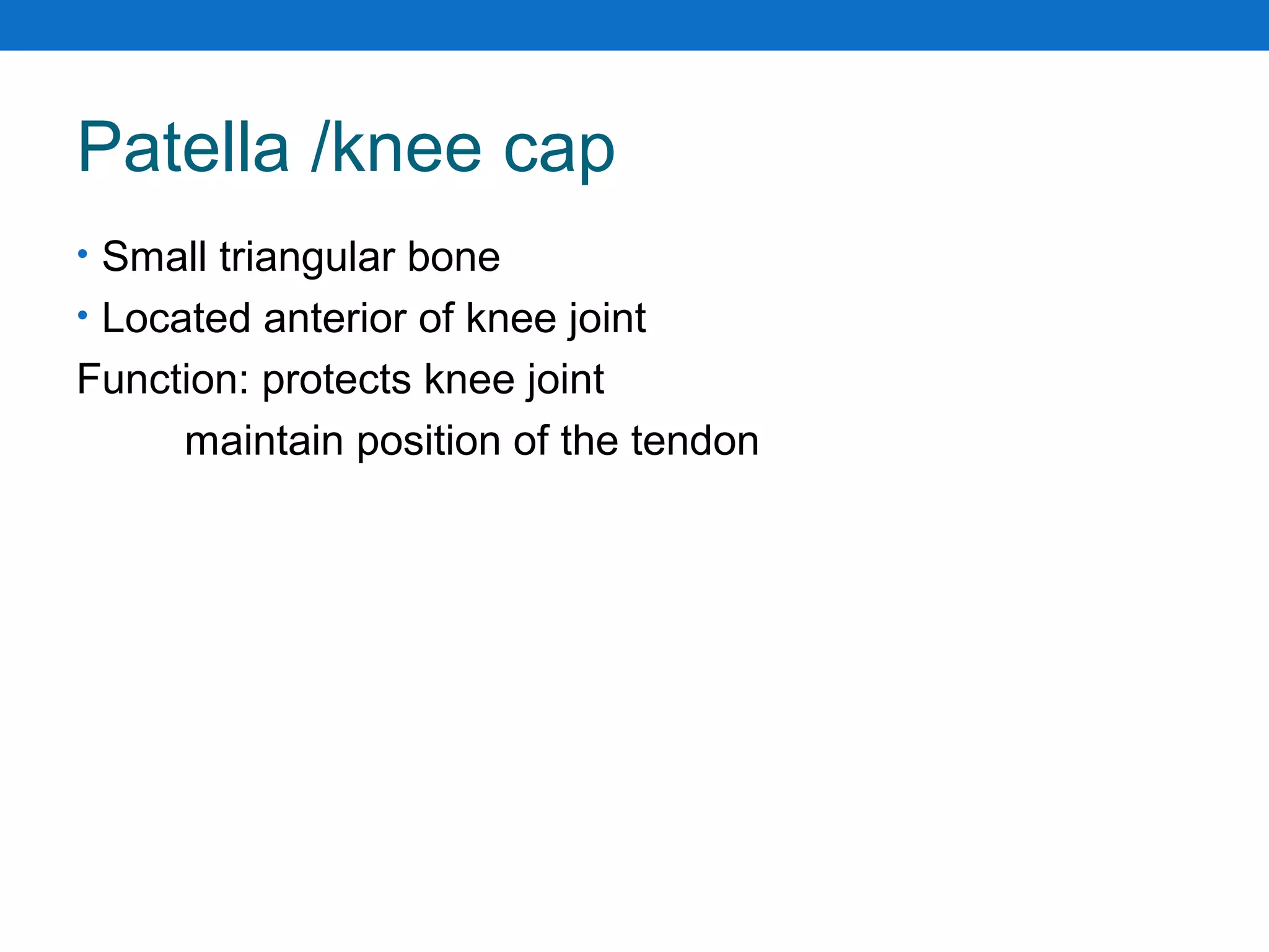 Patella /knee cap
• Small triangular bone
• Located anterior of knee joint
Function: protects knee joint
maintain position of the tendon
 