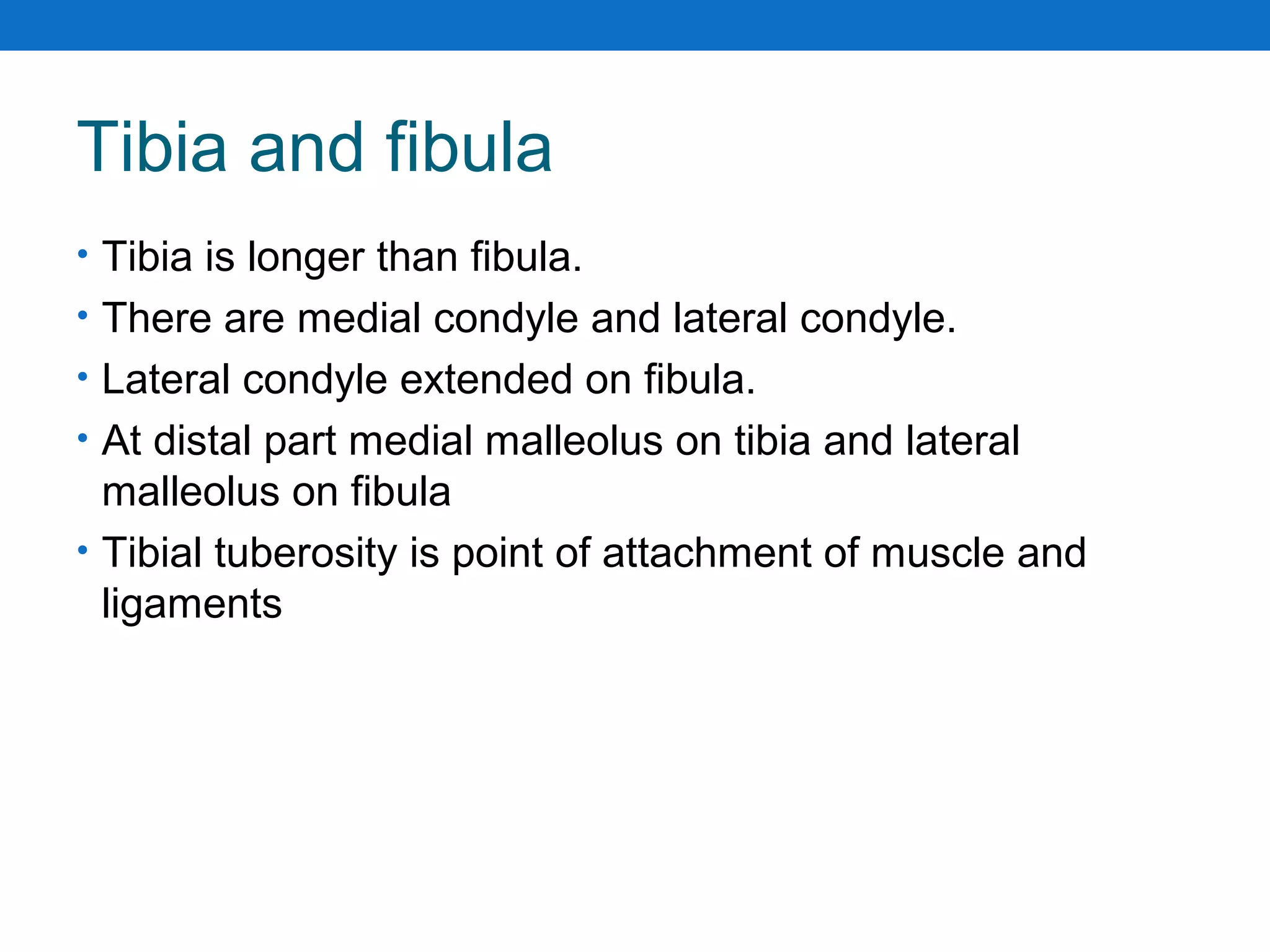Tibia and fibula
• Tibia is longer than fibula.
• There are medial condyle and lateral condyle.
• Lateral condyle extended on fibula.
• At distal part medial malleolus on tibia and lateral
malleolus on fibula
• Tibial tuberosity is point of attachment of muscle and
ligaments
 