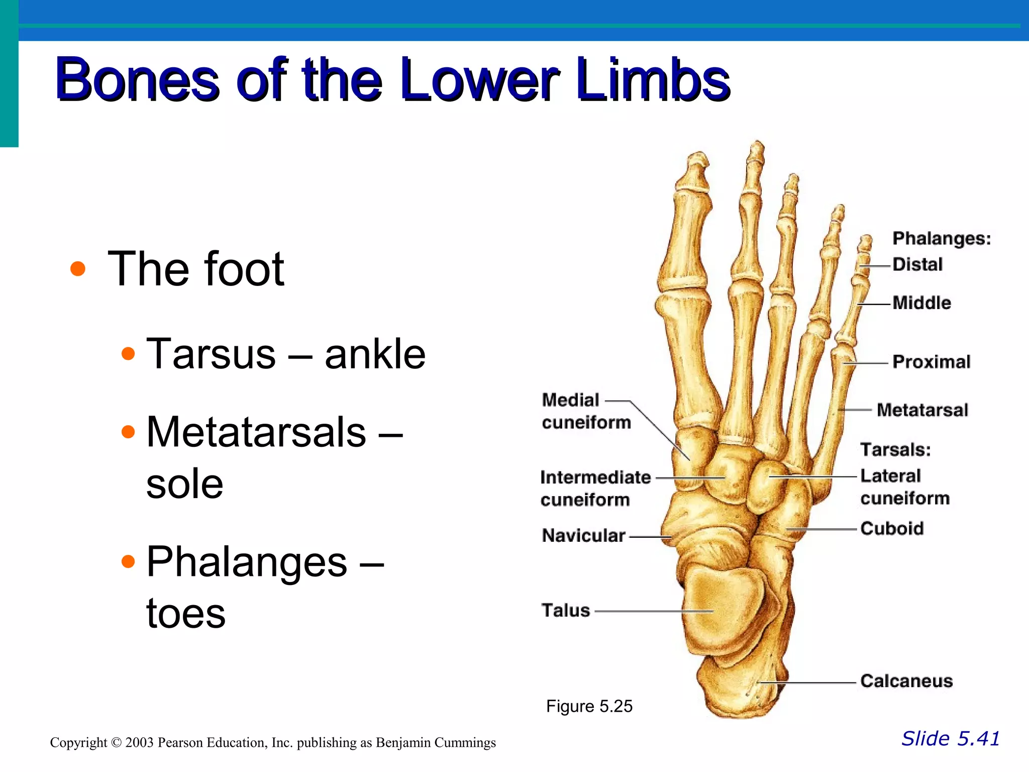 Bones of the Lower LimbsBones of the Lower Limbs
Slide 5.41Copyright © 2003 Pearson Education, Inc. publishing as Benjamin Cummings
• The foot
• Tarsus – ankle
• Metatarsals –
sole
• Phalanges –
toes
Figure 5.25
 